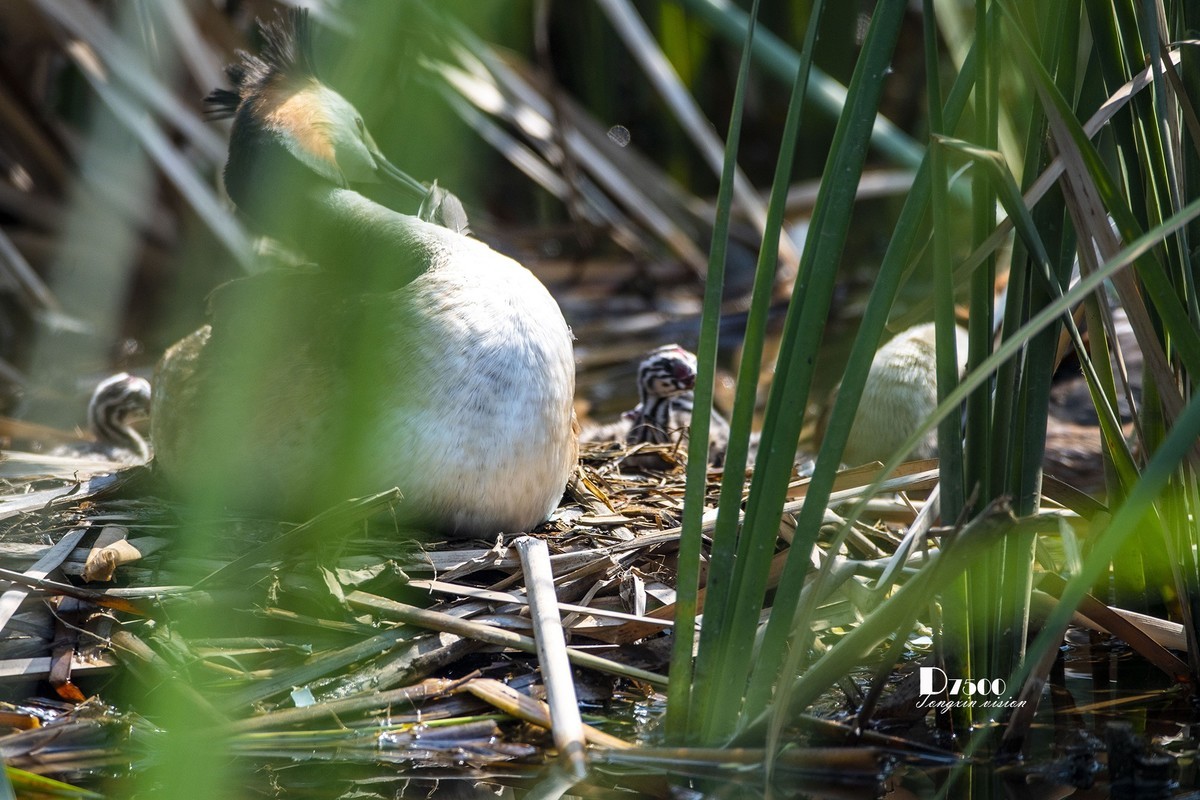 可爱的PI鹈（75）