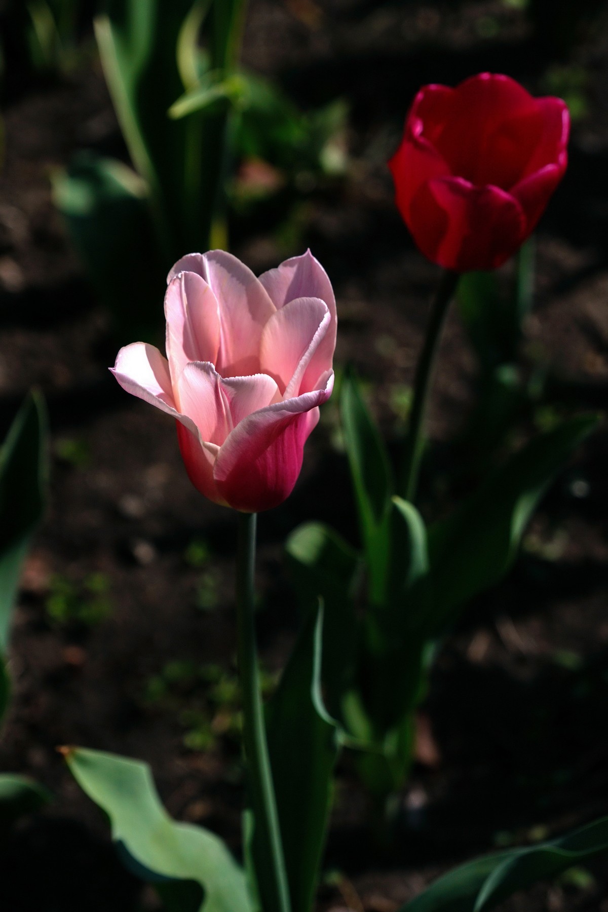 去了一趟“太子湾”，遇见新品郁金香