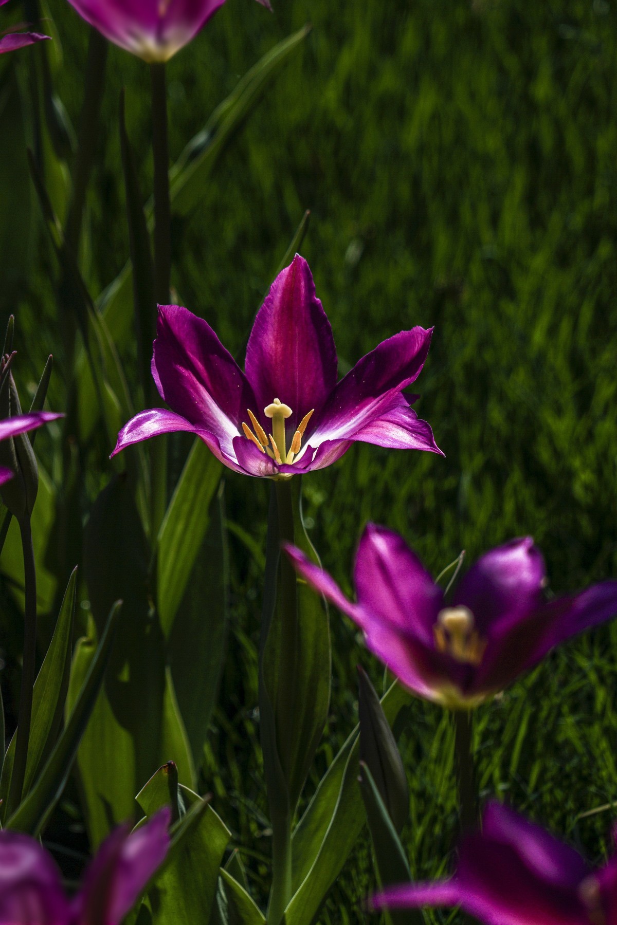 去了一趟“太子湾”，遇见新品郁金香