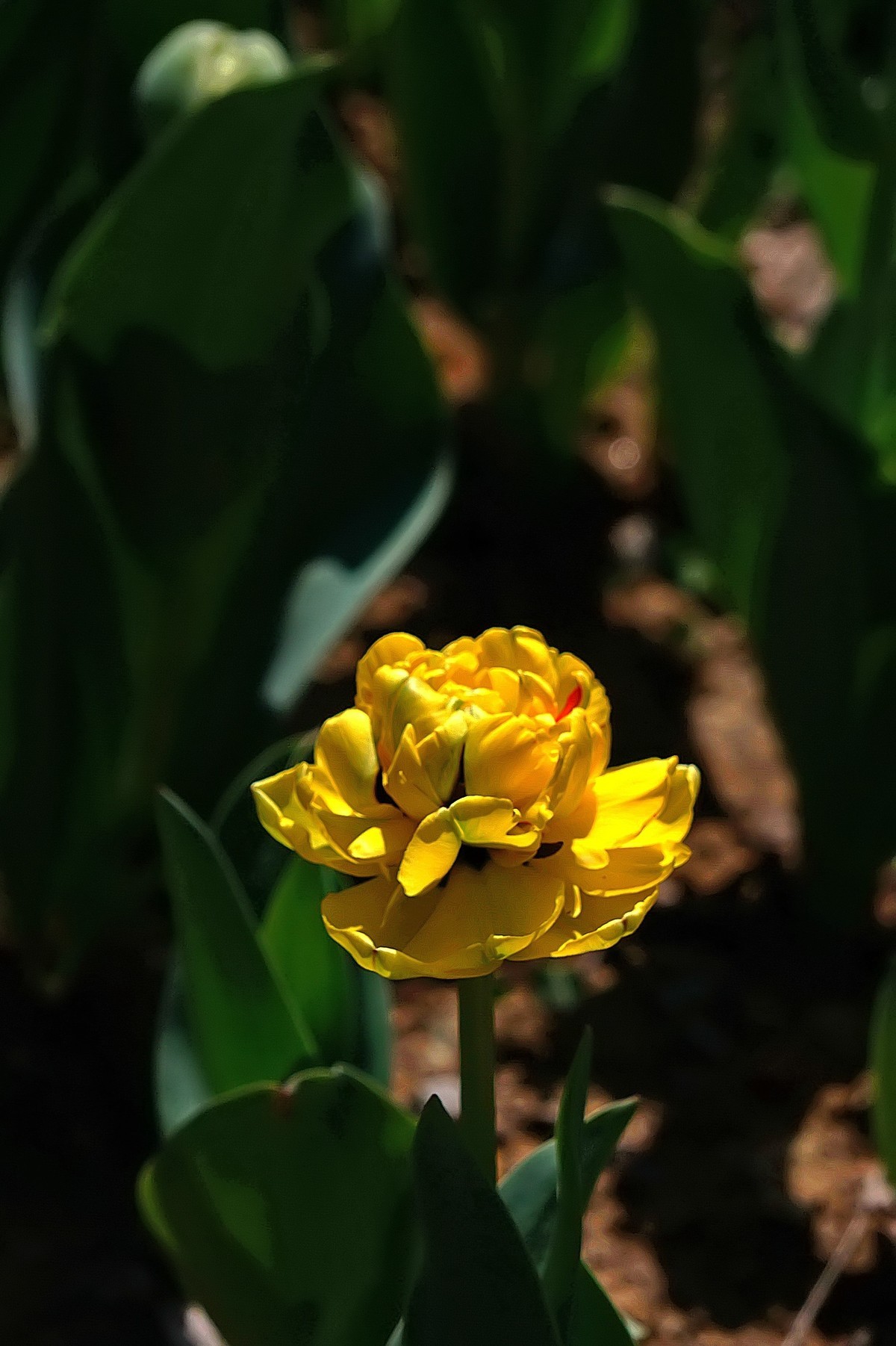 去了一趟“太子湾”，遇见新品郁金香