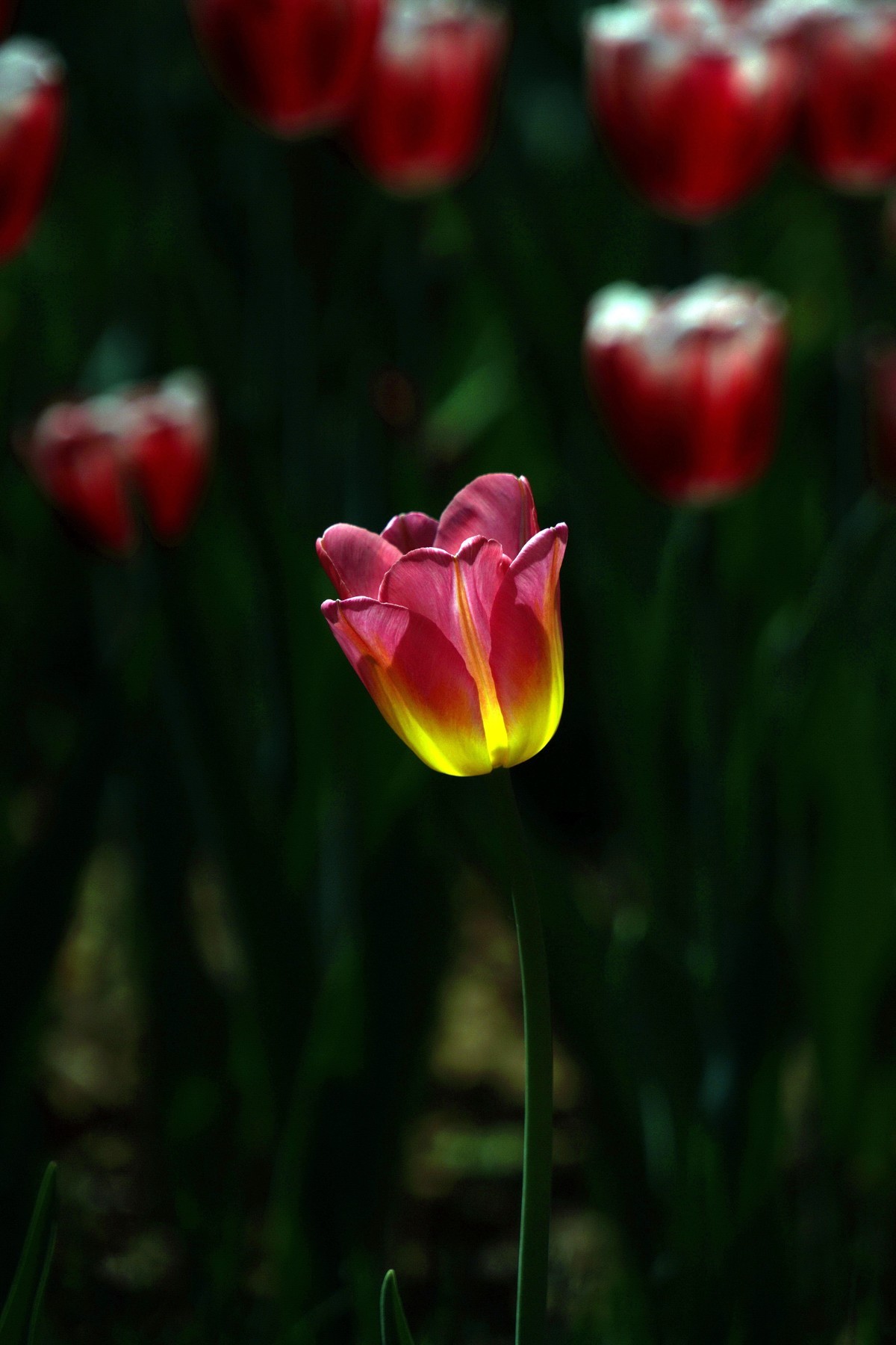 去了一趟“太子湾”，遇见新品郁金香