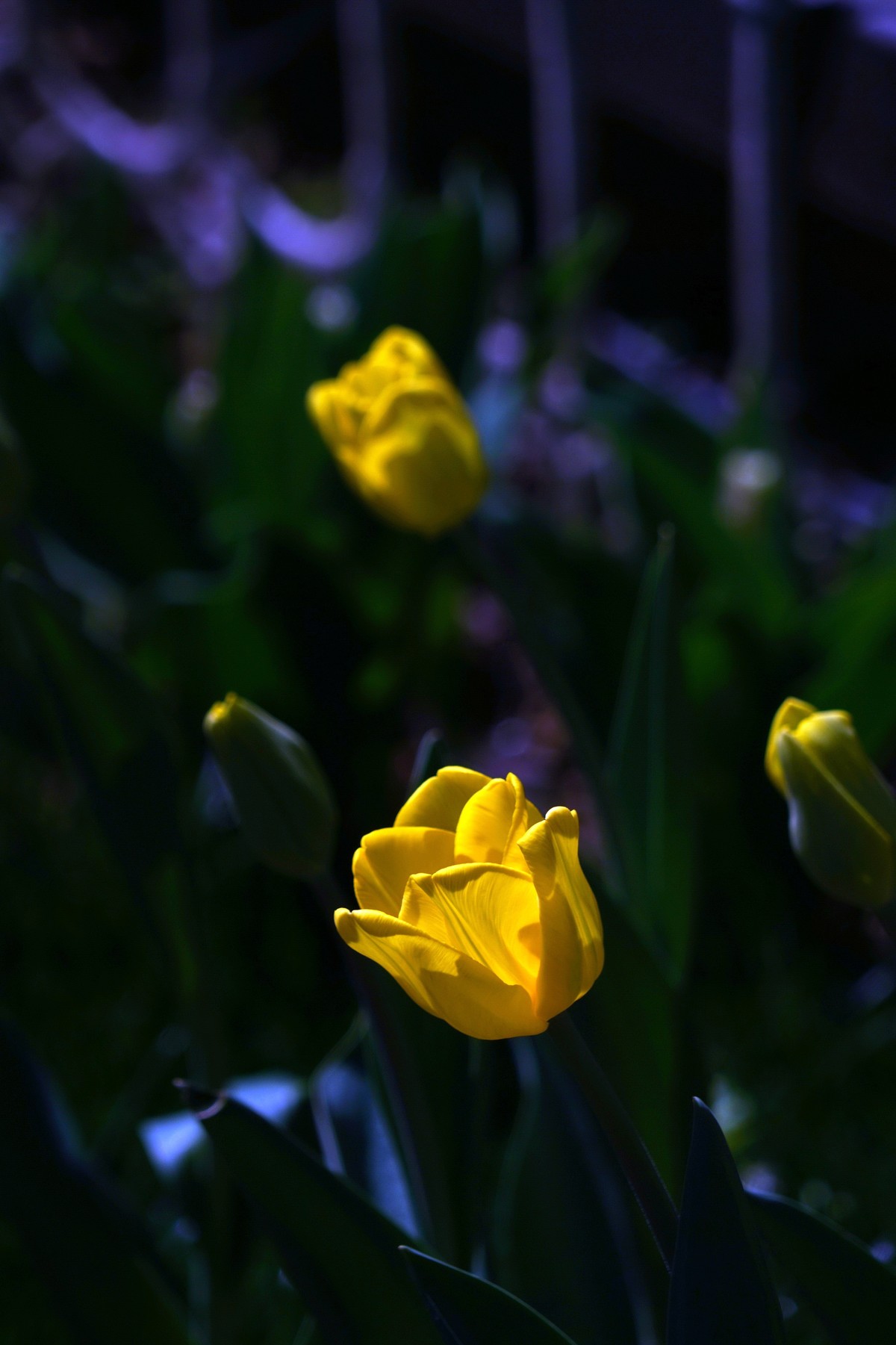 去了一趟“太子湾”，遇见新品郁金香