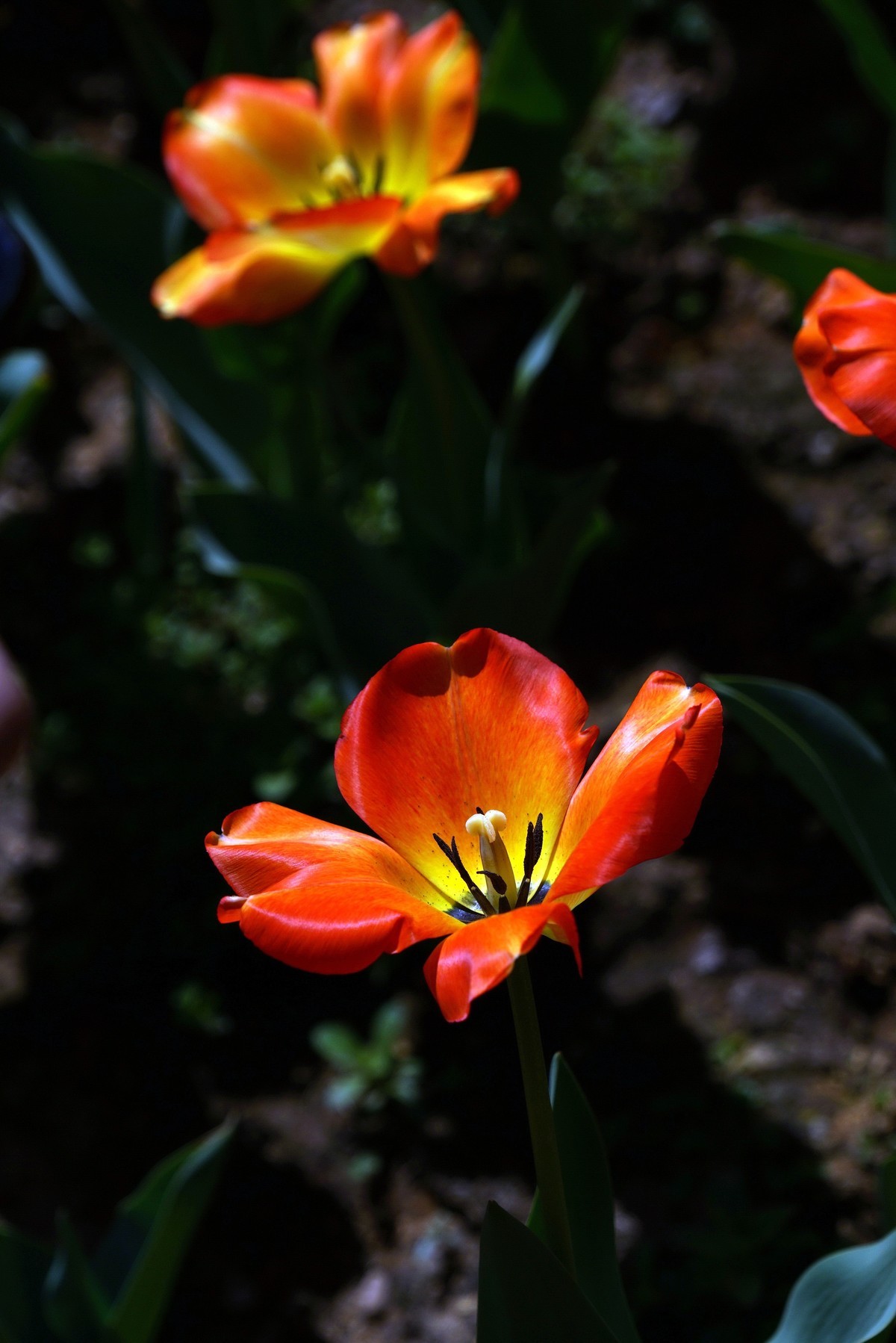 去了一趟“太子湾”，遇见新品郁金香