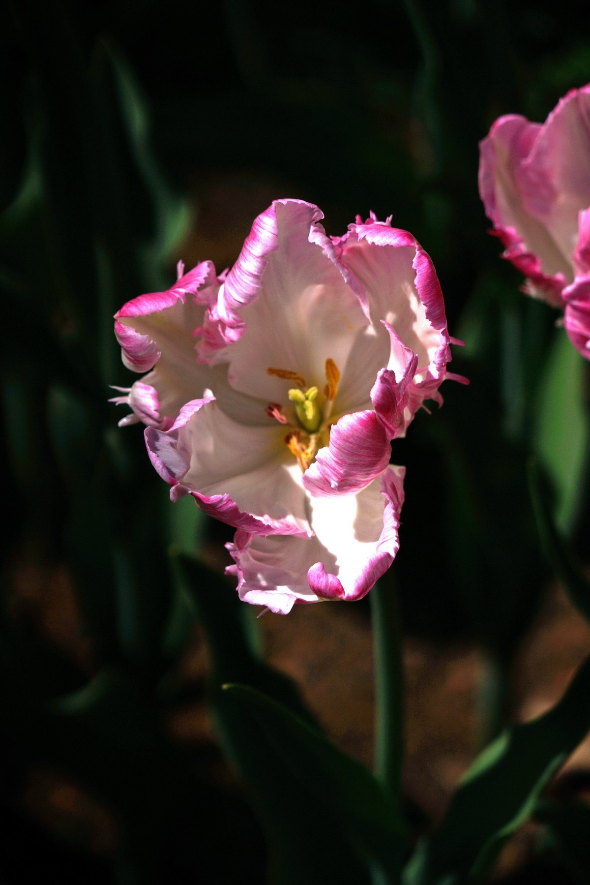 去了一趟“太子湾”，遇见新品郁金香