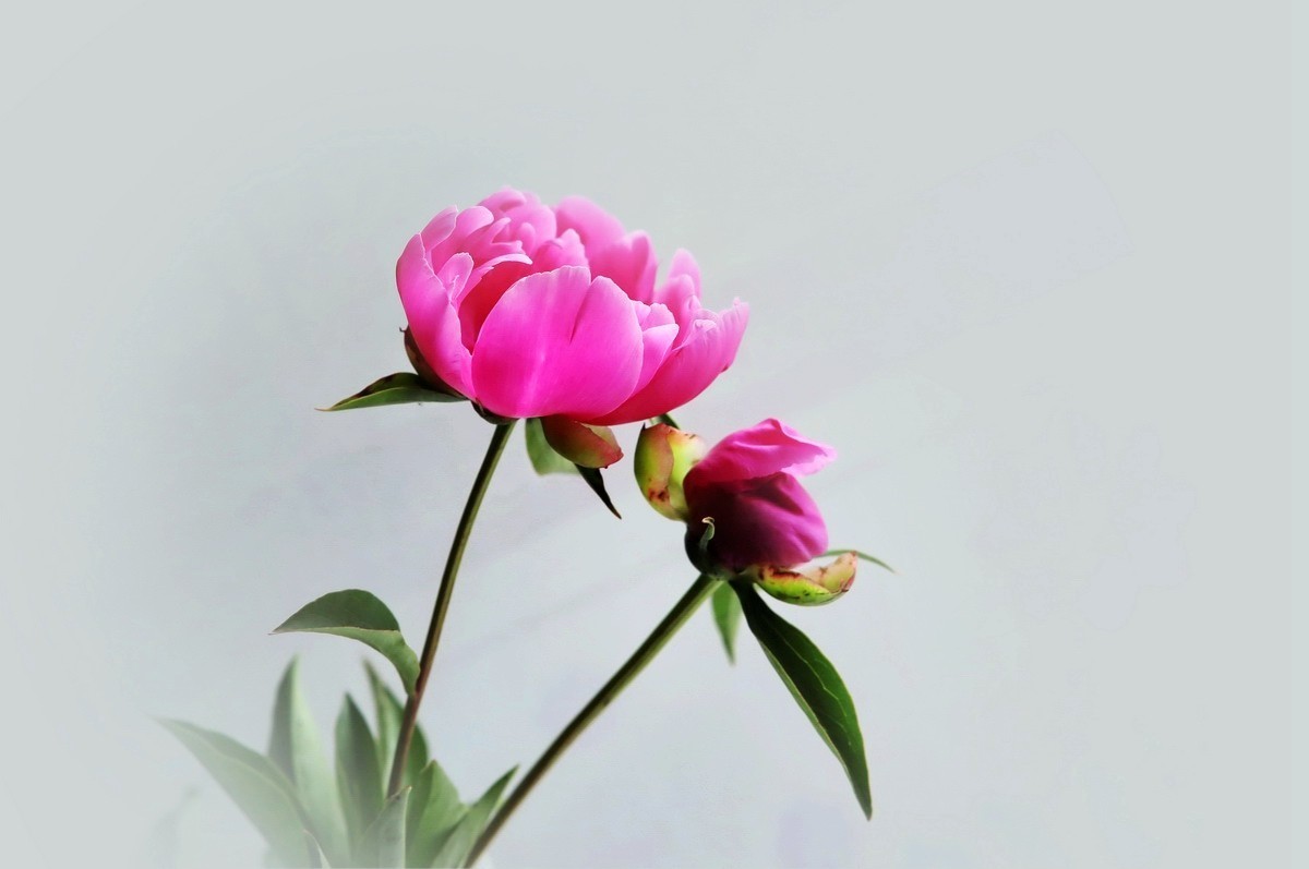 芍药（白底）