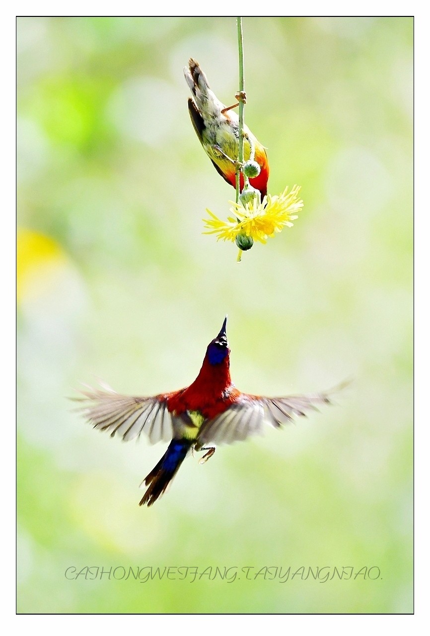 【视觉光影】太  阳  鸟（1）