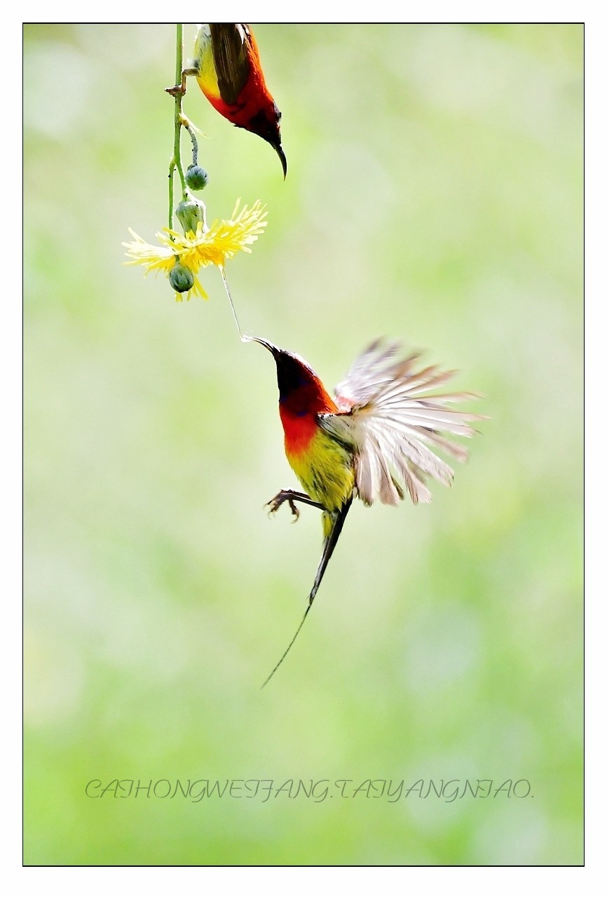 【视觉光影】太  阳  鸟（1）