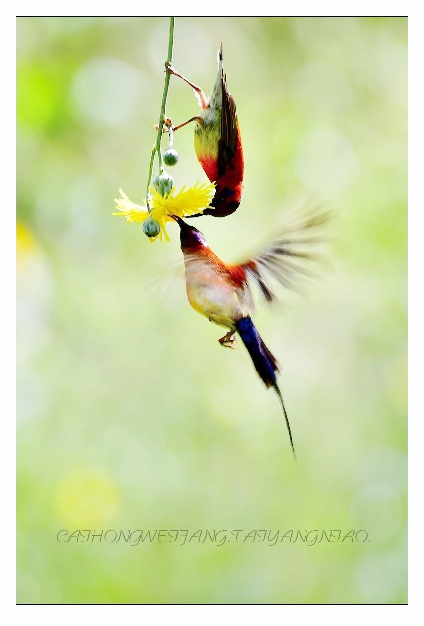 【视觉光影】太  阳  鸟（1）