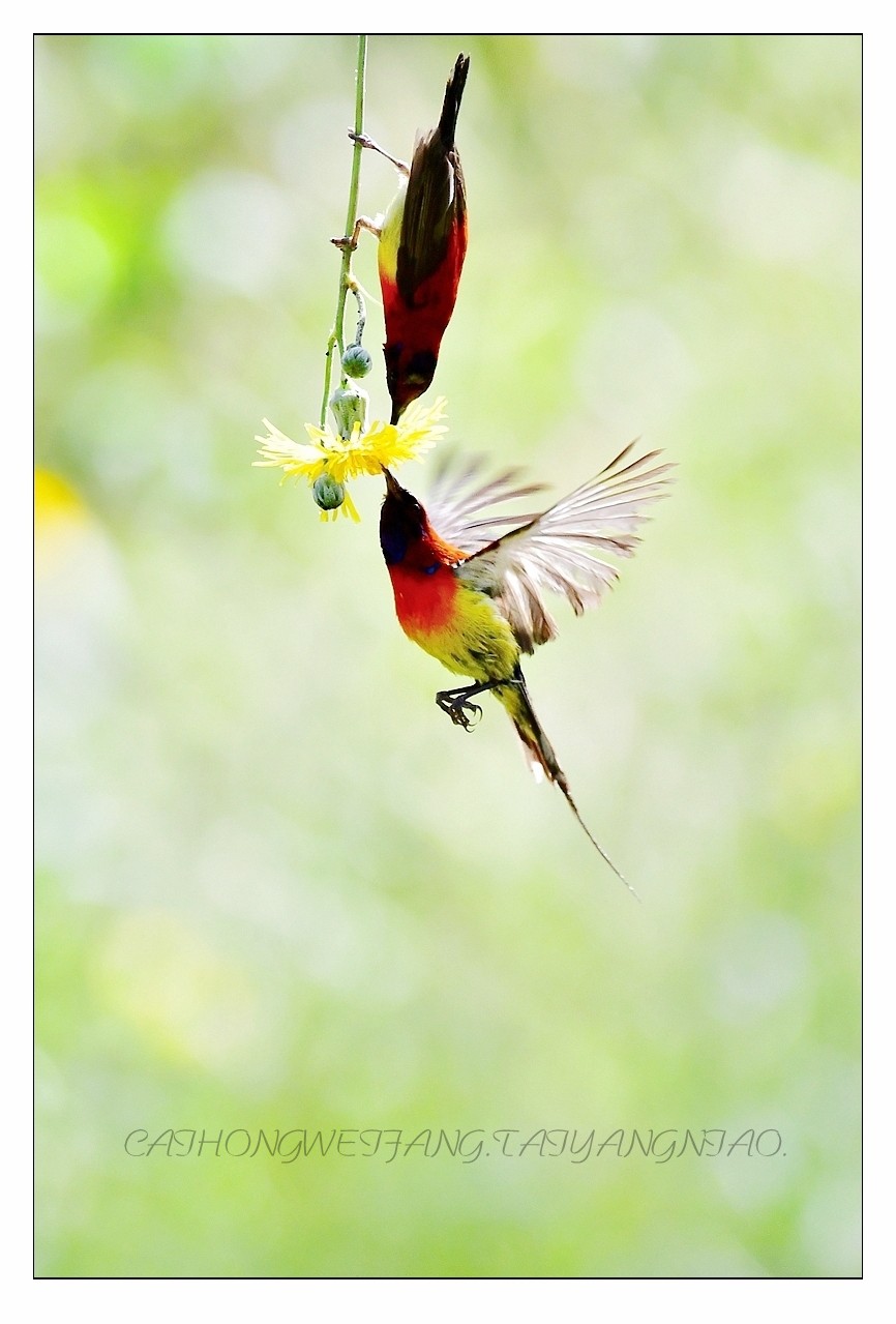 【视觉光影】太  阳  鸟（1）