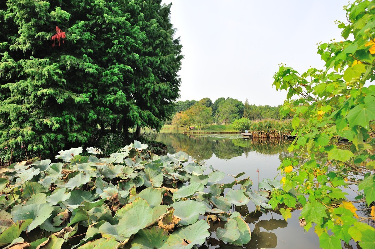 长兴岛湿地公园