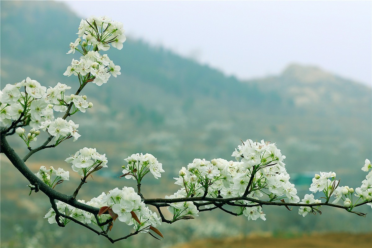 梨花盛开
