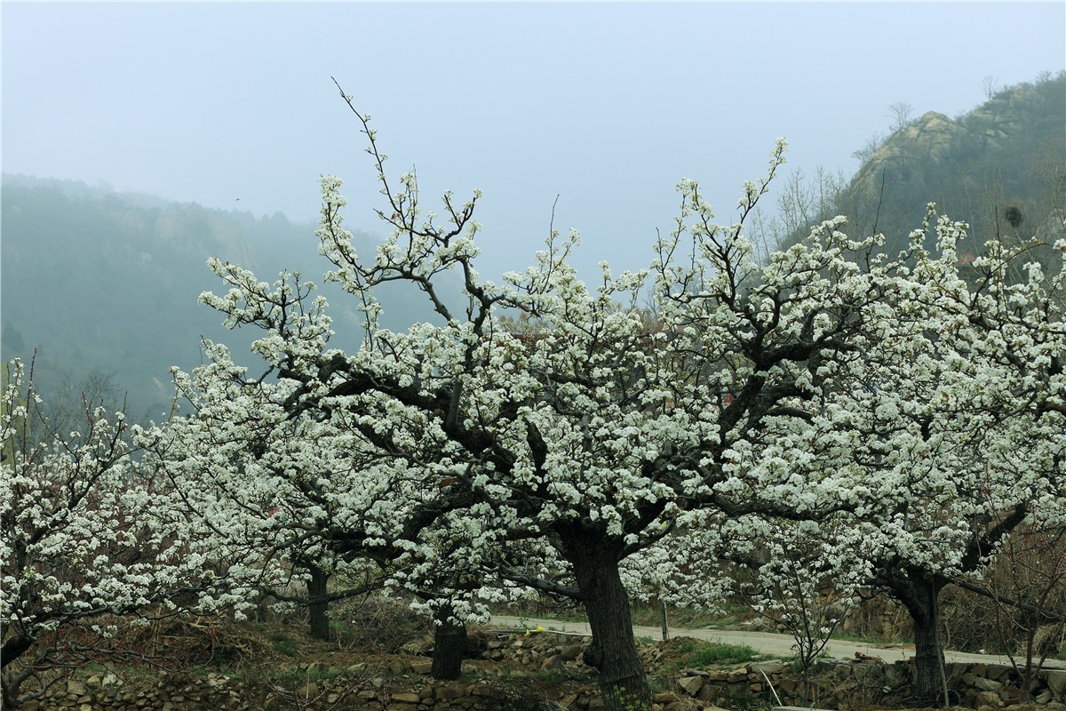 梨花盛开