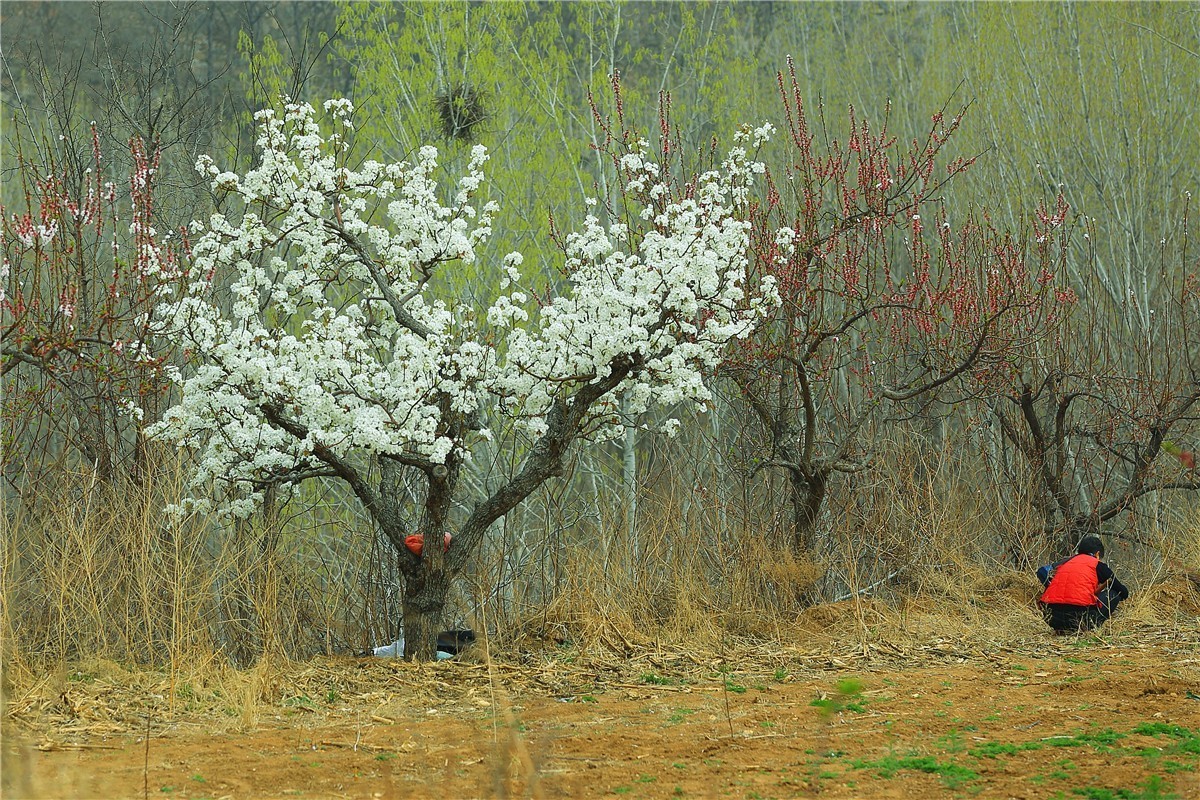 梨花盛开