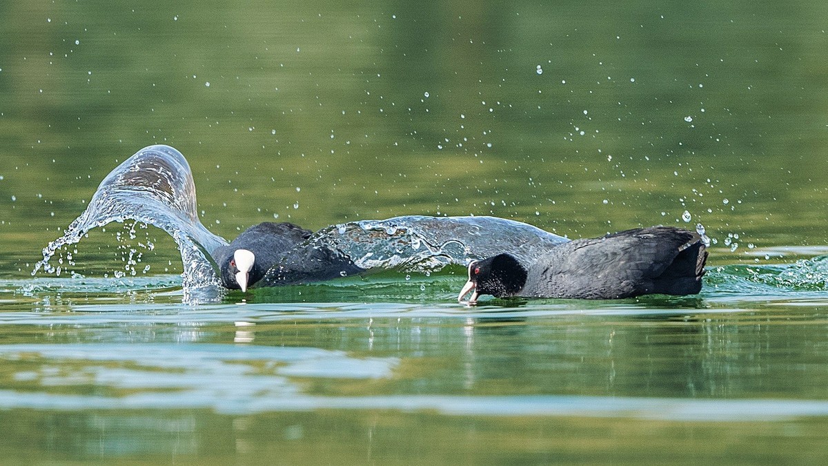 咋滴？不服就掐！