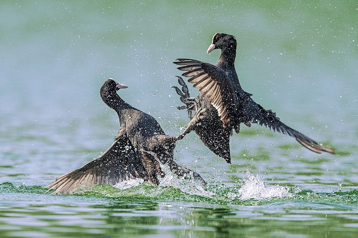 咋滴？不服就掐！