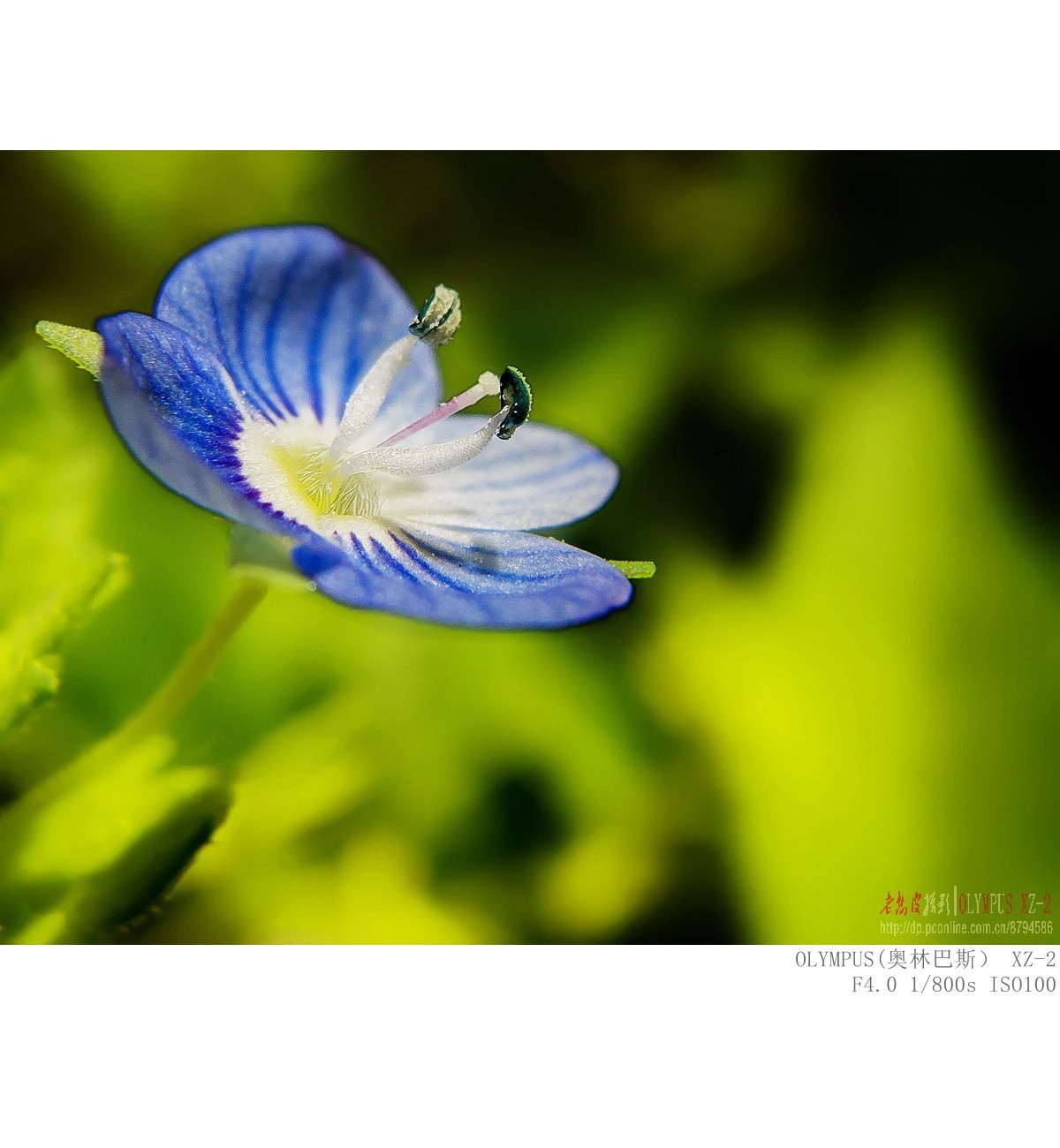 委陵菜 婆婆纳 苦荬菜等