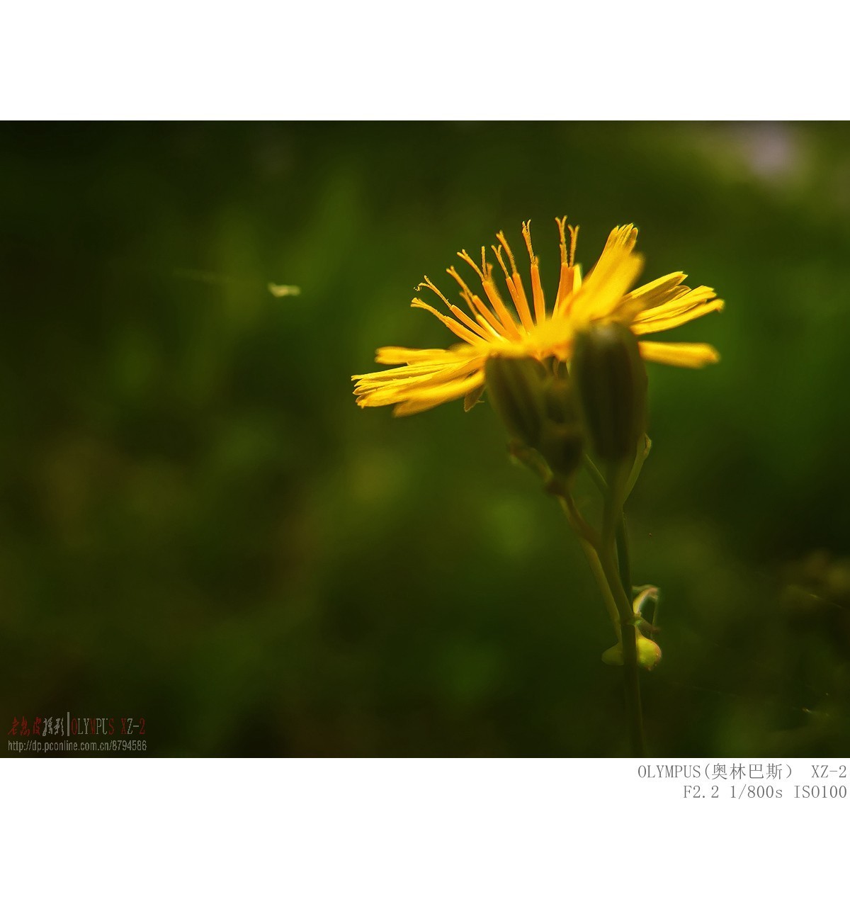 委陵菜 婆婆纳 苦荬菜等