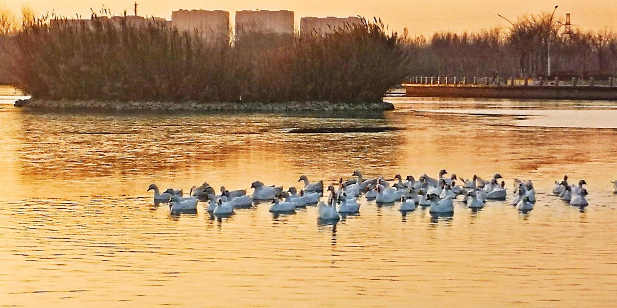 早晨遛弯随手拍（手机版）