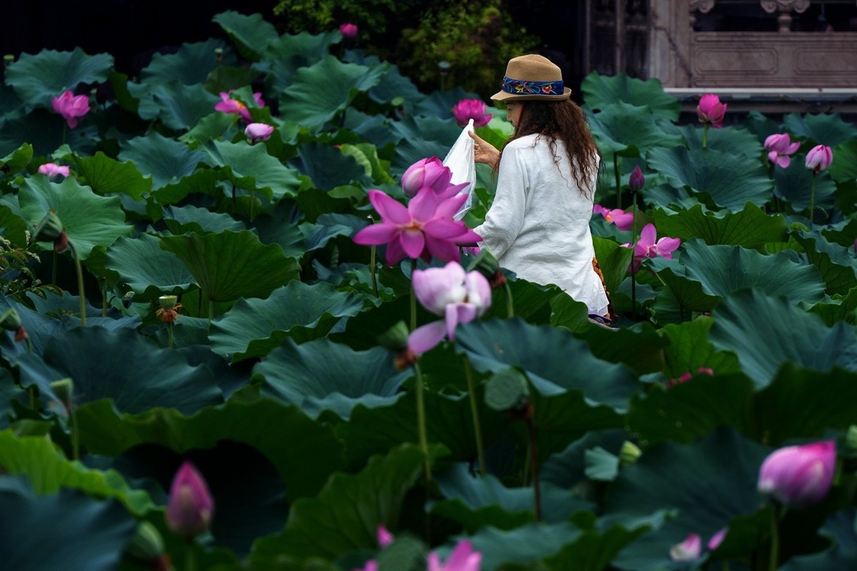 荷花飘香系列图片(11)雨后观荷(下)一女闹荷塘