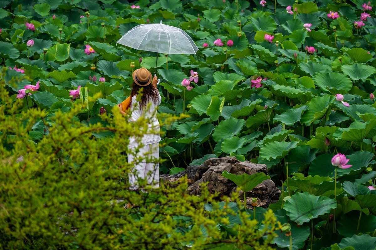 荷花飘香系列图片(11)雨后观荷(下)一女闹荷塘