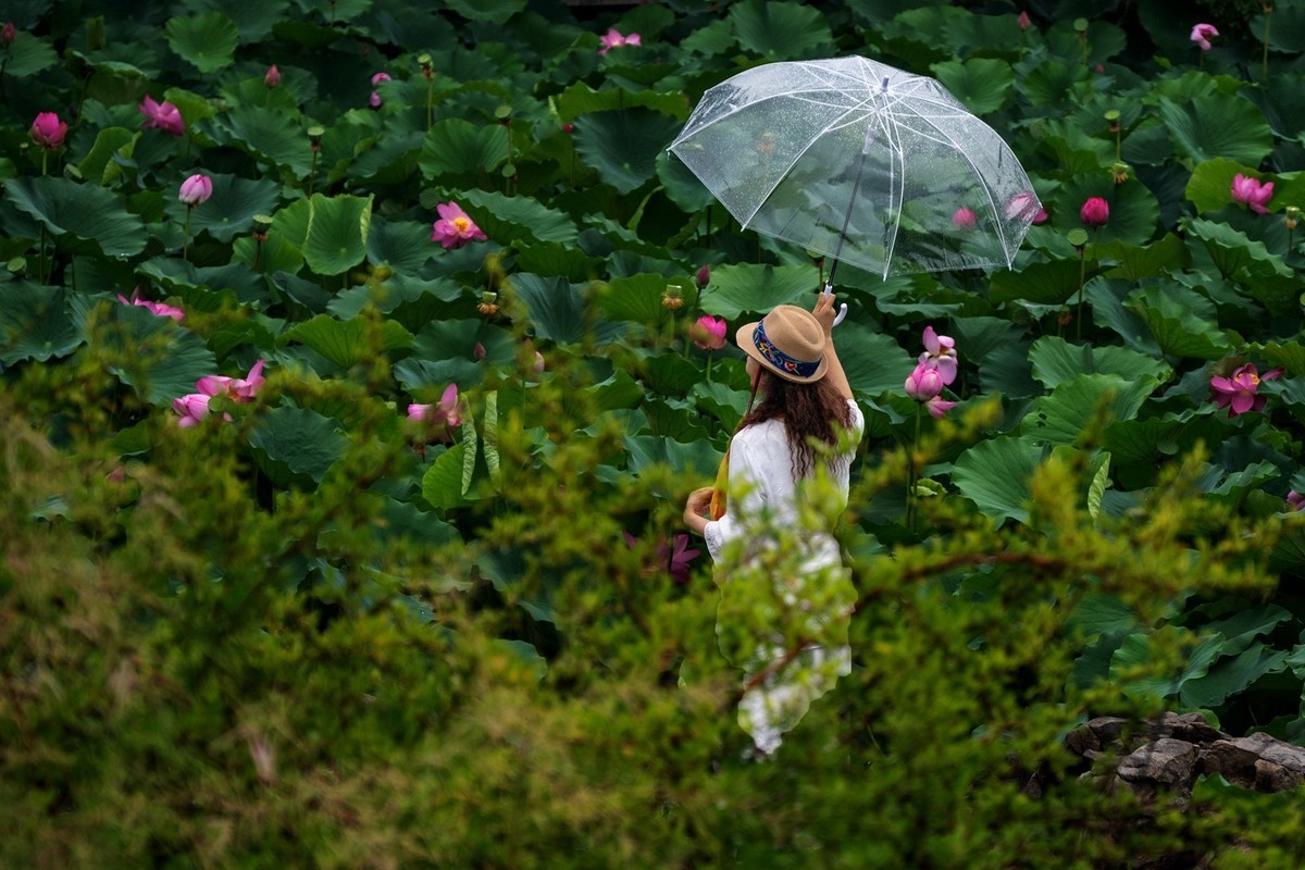 荷花飘香系列图片(11)雨后观荷(下)一女闹荷塘