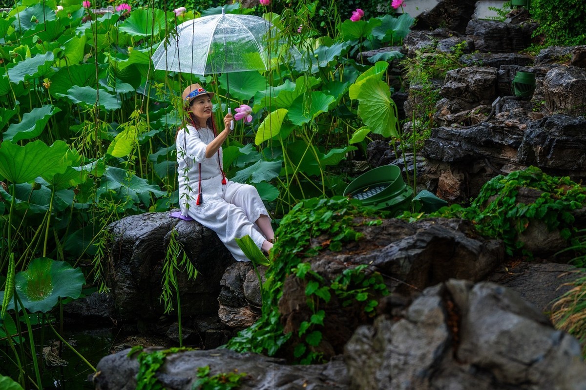 荷花飘香系列图片(11)雨后观荷(下)一女闹荷塘