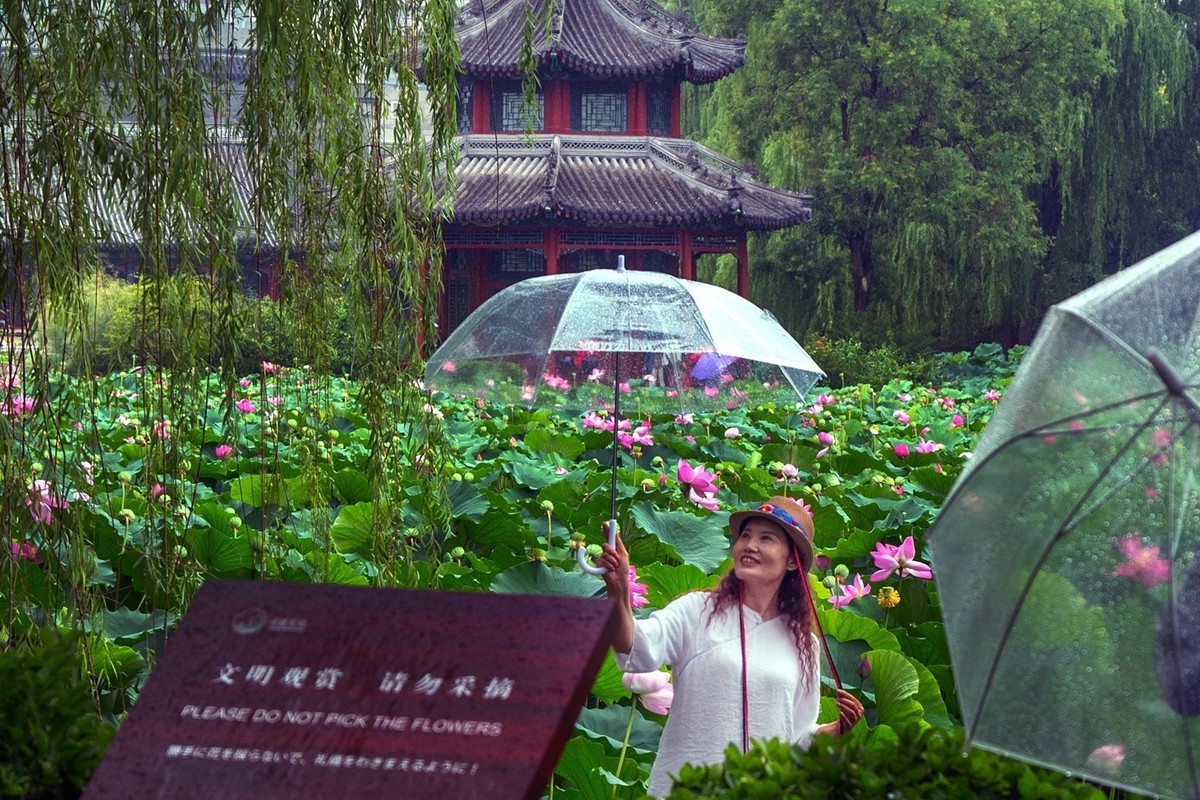 荷花飘香系列图片(11)雨后观荷(下)一女闹荷塘
