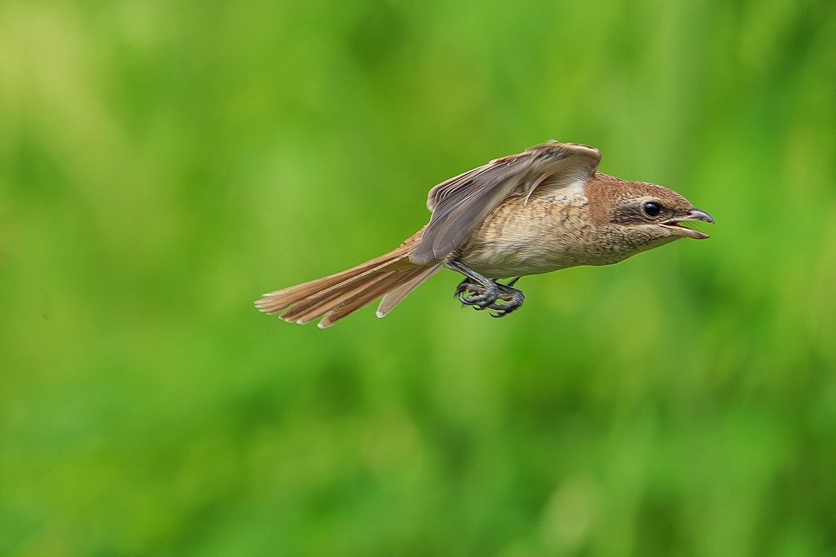 2024秋帝都公园觅鸟之收获