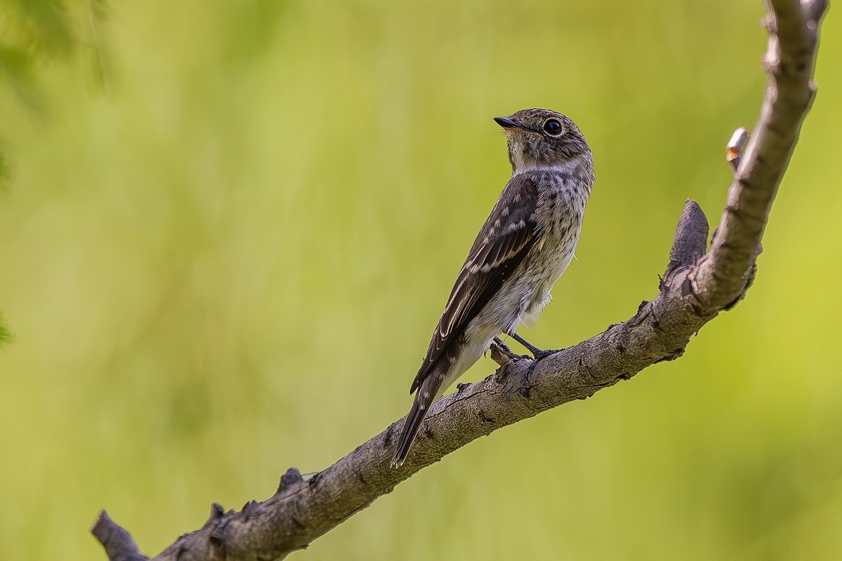 2024秋帝都公园觅鸟之收获