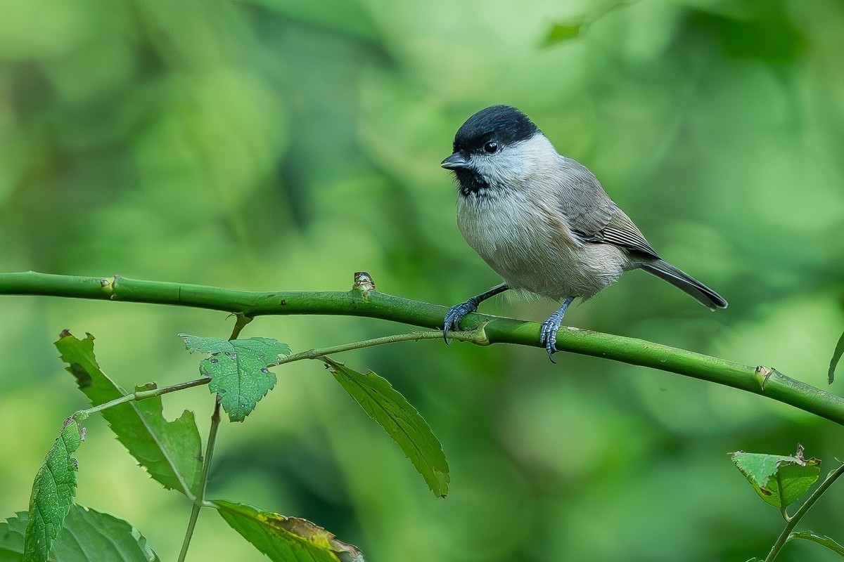 2024秋帝都公园觅鸟之收获