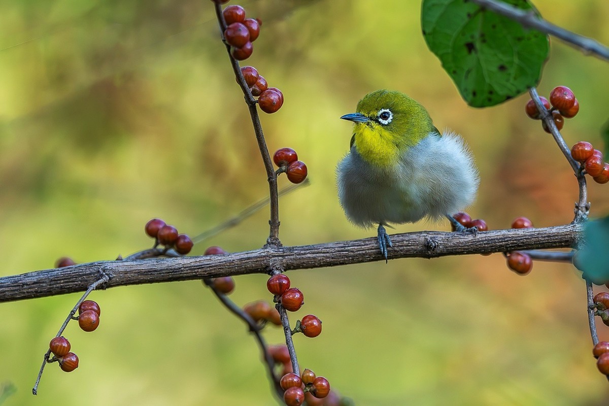 2024秋帝都公园觅鸟之收获