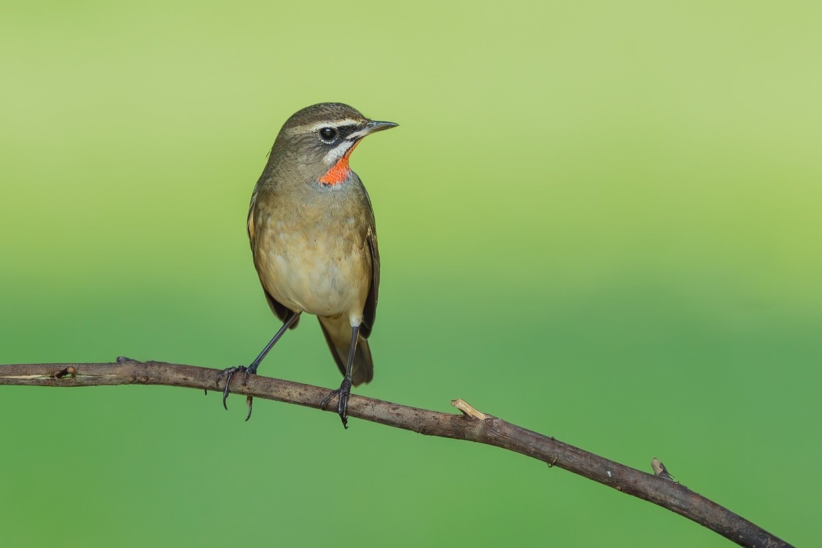 2024秋帝都公园觅鸟之收获