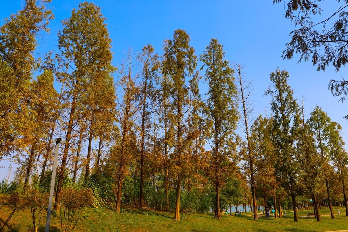 湘江芭溪州风景--2