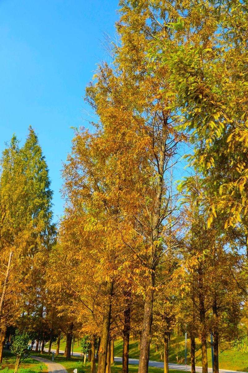湘江芭溪州风景--2