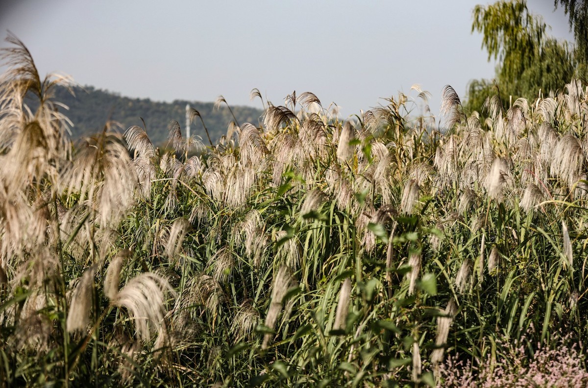 湘江芭溪州风景--1