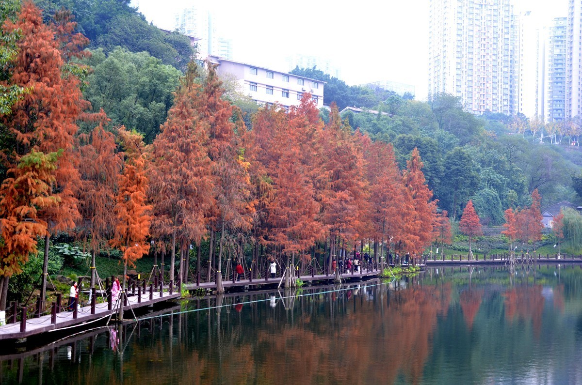 冬季彩云湖湿地公园(五)