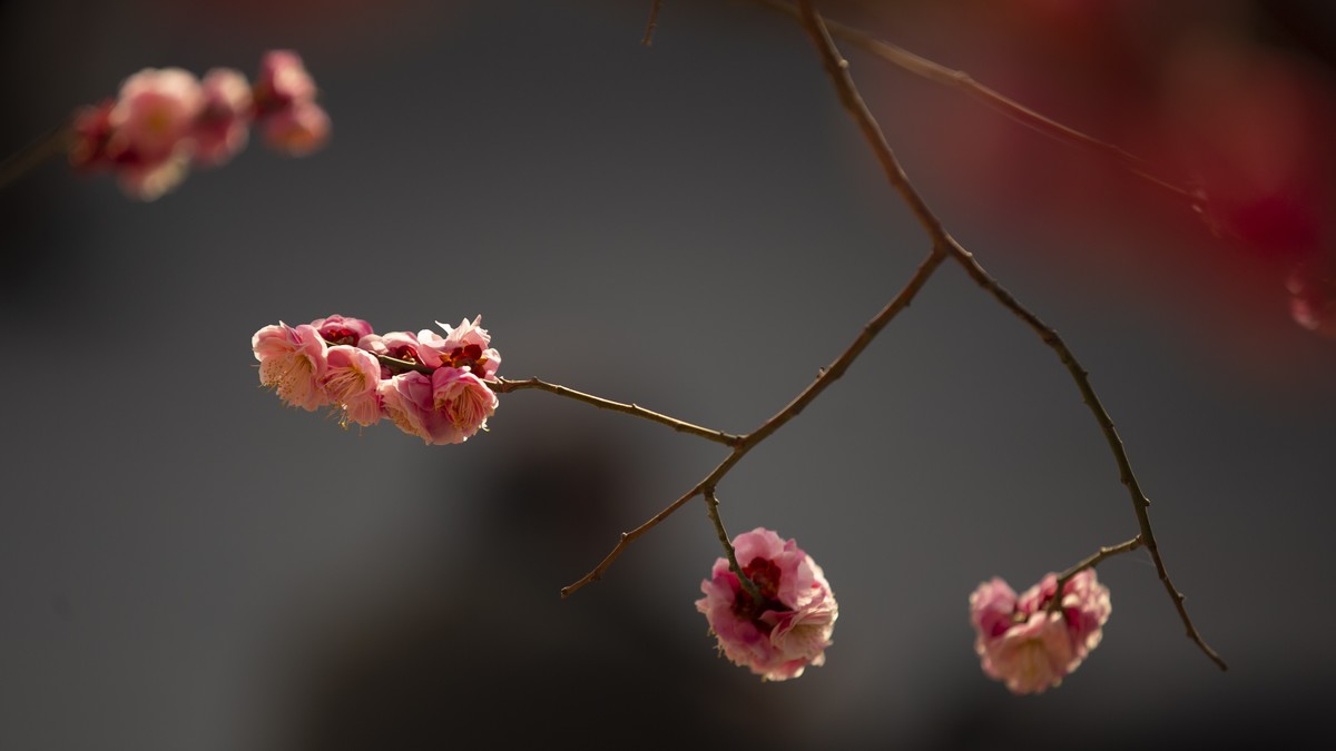 开封府的梅花