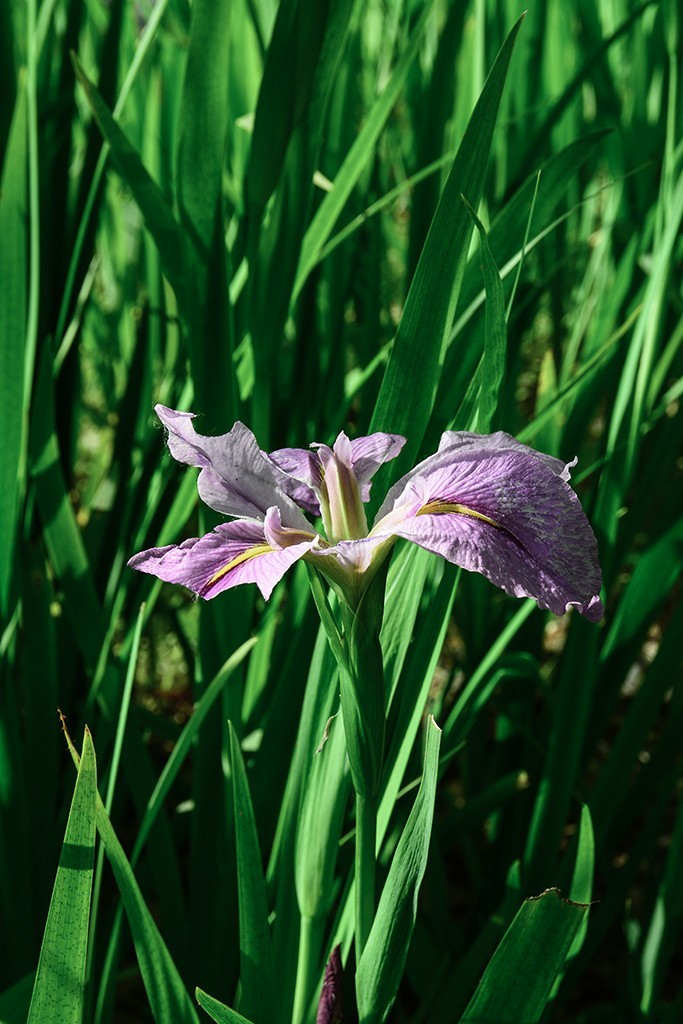 拍拍花草，看看CMOS的清洁效果