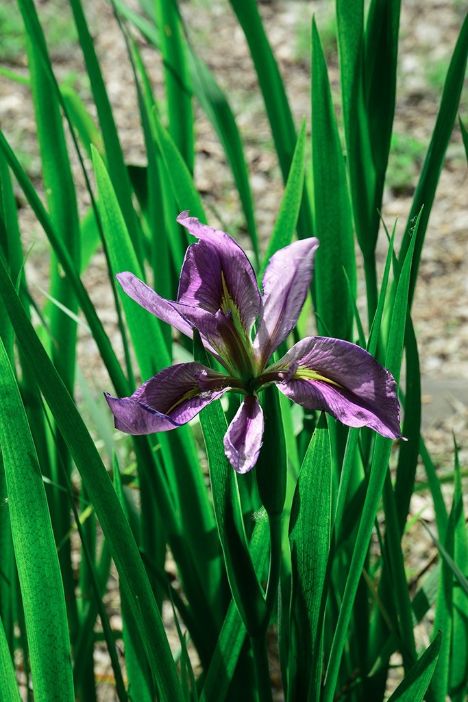 拍拍花草，看看CMOS的清洁效果