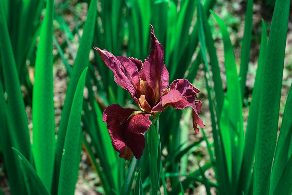 拍拍花草，看看CMOS的清洁效果