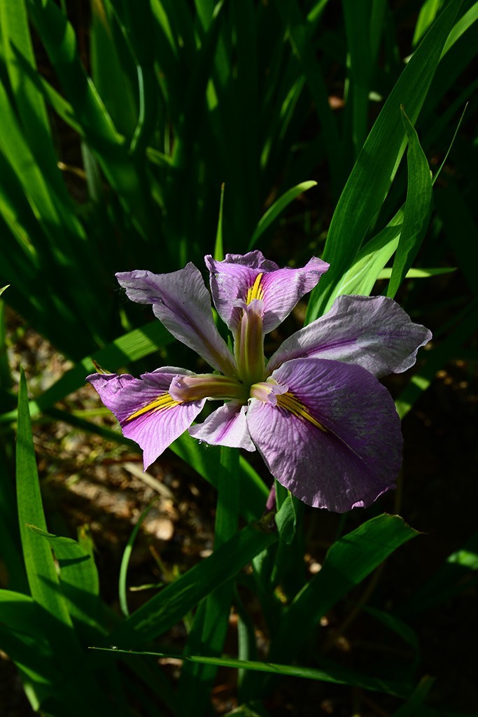 拍拍花草，看看CMOS的清洁效果