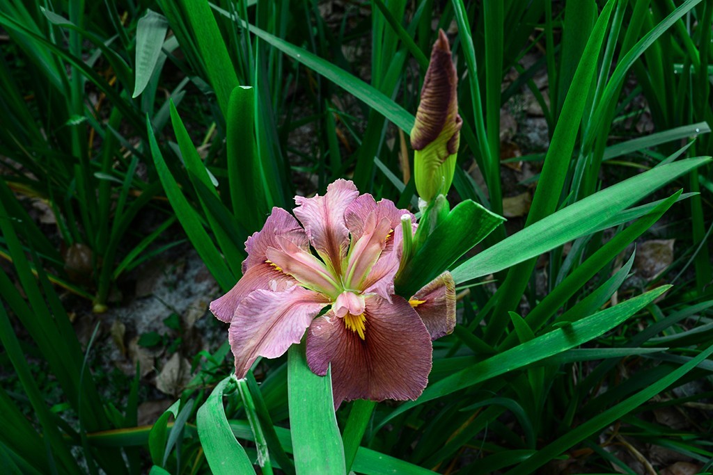 拍拍花草，看看CMOS的清洁效果