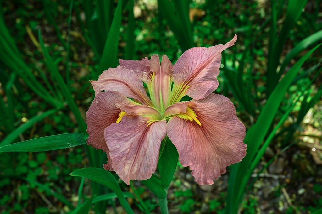 拍拍花草，看看CMOS的清洁效果