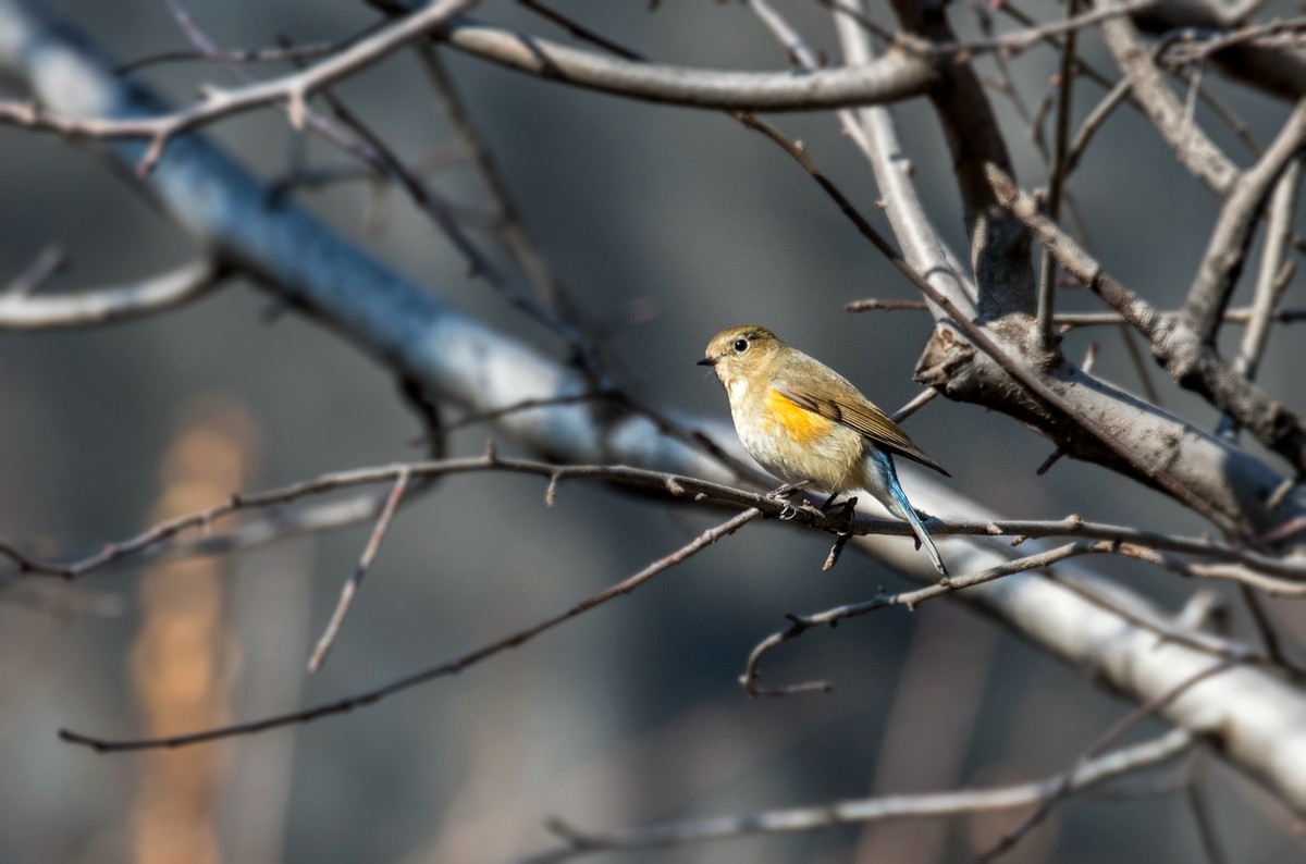 红肋蓝尾鸲（十六）