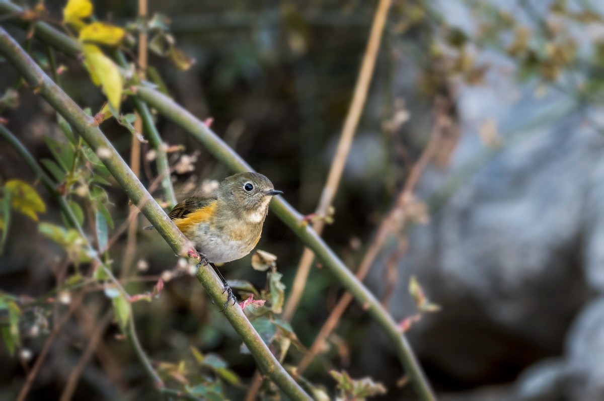红肋蓝尾鸲（十六）