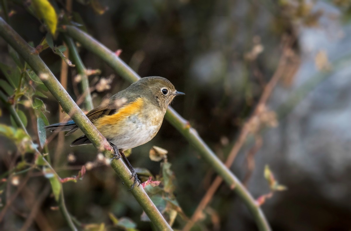 红肋蓝尾鸲（十六）