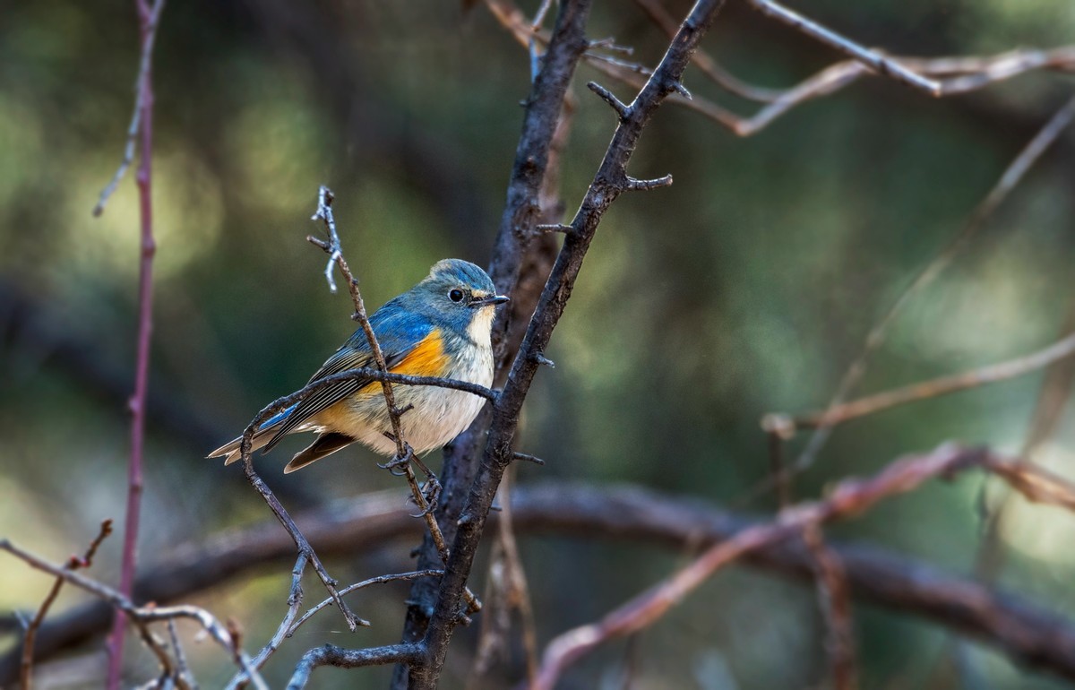 红肋蓝尾鸲（十六）