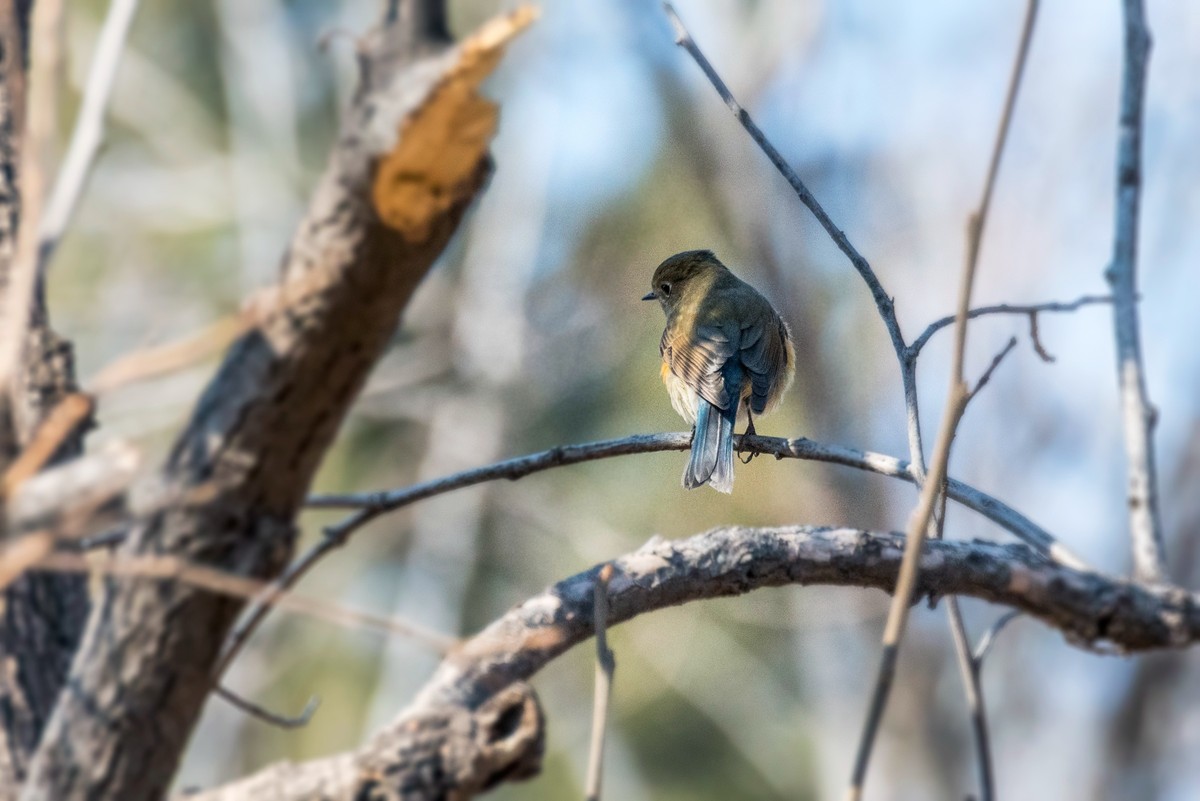 红肋蓝尾鸲（十六）