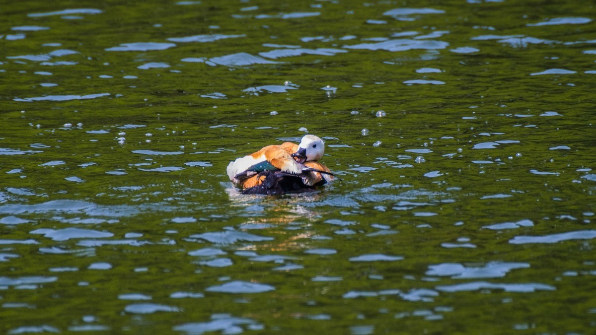 赤麻鸭一家和 小 pi ti