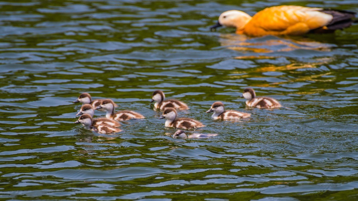赤麻鸭一家和 小 pi ti
